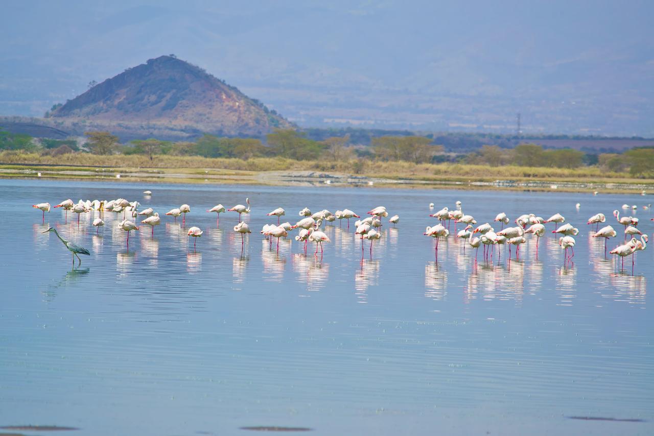 Gilgil Sirville Lake Elementaita Lodge المظهر الخارجي الصورة